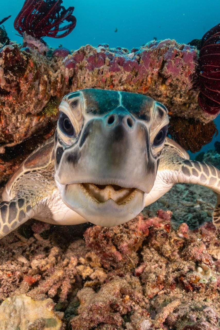 A green sea turtle over the shallow coral of the house reef on Gili Air