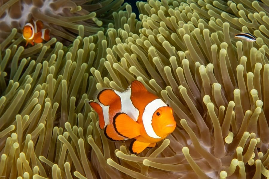 Clownfish in a green anemone on the coral garden at Halik