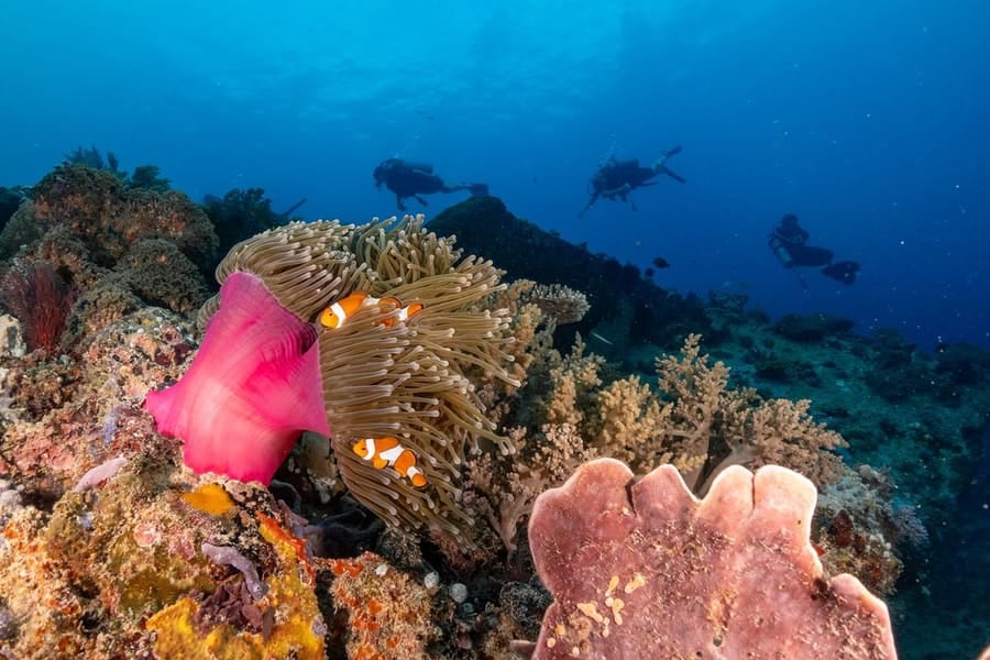 Clownfish in an anemone with divers passing behind on a Gili reef